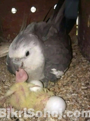 Cockatiel